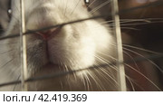 Кролик в клетку, двигает носом rabbit in a cage, moving his nose. Стоковое видео, видеограф Опока Алексей / Фотобанк Лори