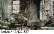 Military ruins occupied by cats,    Generative AI. Стоковое AI-изображение, AI-художник Анна Кривицкая / Фотобанк Лори