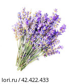 Lavender flowers on white backgrounds. Стоковое фото, фотограф Волошина Мария Ивановна / Фотобанк Лори