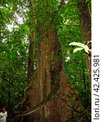 Jungle on Amazon river in Peru, South America (2011 год). Стоковое фото, фотограф Сергей Стрелков / Фотобанк Лори