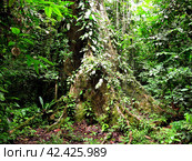 Jungle on Amazon river in Peru, South America (2011 год). Стоковое фото, фотограф Сергей Стрелков / Фотобанк Лори