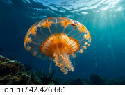 Jellyfish (Cubozoa) swimming in tropical underwaters bottom view. Medusa in underwater wild animal world. Observation of wildlife ocean. Scuba diving in Ecuador coast. Copy text space. Стоковое AI-изображение, AI-художник Aleksandr Golubev / Фотобанк Лори