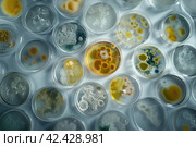 mold, Algae, microalgae in petri dishes research in laboratories. biotechnology, science. Flat lay, top view. Macro. Стоковое AI-изображение, AI-художник Ольга Ильина / Фотобанк Лори