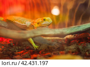Agama is a genus of lizards from the agamidae family that lives in Africa. Стоковое фото, фотограф Evgenii Predibailo / Фотобанк Лори