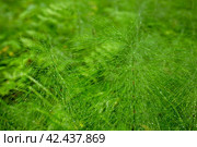 Хвощ (Equisetum). Зеленое растение крупным планом. Малая глубина резкости и размытый фон. Стоковое фото, фотограф Андрей Степанов / Фотобанк Лори