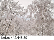 Деревья после сильного снегопада. Стоковое фото, фотограф Елена Коромыслова / Фотобанк Лори