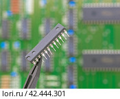 Электронный компонент удерживается в пинцете на фоне печатной платы. Electronic component held with tweezers. Стоковое фото, фотограф Татьяна Д / Фотобанк Лори