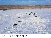 Восточная Сибирь, лошади пасутся в снежной степи. Вид с воздуха. Eastern Siberia, horses grazing in the snowy steppe. Aerial view. Стоковое фото, фотограф Евгений Романов / Фотобанк Лори