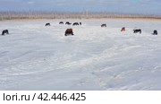 Восточная Сибирь, лошади пасутся в снежной степи. Вид с воздуха. Eastern Siberia, horses grazing in the snowy steppe. Aerial view. Стоковое видео, видеограф Евгений Романов / Фотобанк Лори
