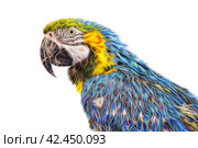 Фрактальное изображение красивого попугая. Fractal picture of Macaw Parrot isolated on white background. Стоковое фото, фотограф Татьяна Д / Фотобанк Лори
