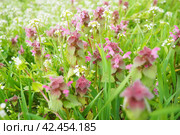 Lamium purpureum, red purple dead-nettle, purple archangel is annual herbaceous flowering plant. Zygomorphic flowers with a top hood-like petal, two lower lip petal lobes and minute fang-like lobes. Стоковое фото, фотограф Юлия Петровская / Фотобанк Лори