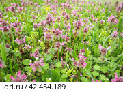 Lamium purpureum, red purple dead-nettle, purple archangel is annual herbaceous flowering plant. Zygomorphic flowers with a top hood-like petal, two lower lip petal lobes and minute fang-like lobes. Стоковое фото, фотограф Юлия Петровская / Фотобанк Лори