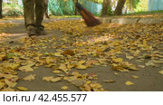 Janitor sweeps the fallen yellow leaves from the road. Autumn cleaning of the territory. Focus on the foreground. Стоковое видео, видеограф Дмитрий Кобзев / Фотобанк Лори