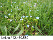 Forget-me-nots in the meadow in the grass. Myosotis is a genus of flowering plants in the family Boraginaceae. Beautiful blue forget-me-nots or scorpion grasses. Flora of Serbia. Wildflowers in bloom. Стоковое фото, фотограф Юлия Петровская / Фотобанк Лори