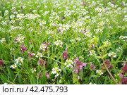 Lamium purpureum, red purple dead-nettle, purple archangel is annual herbaceous flowering plant. Flowers of shepherd's purse. Capsella bursa-pastoris in the mustard family Brassicaceae. Spring meadow. Стоковое фото, фотограф Юлия Петровская / Фотобанк Лори