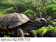Galápagos tortoise (Chelonoidis elephantopus) in tropical Galapagos island. Giant turtle (tortuga) in animal world. Observation of wildlife area. Holiday adventure in Ecuador. Стоковое AI-изображение, AI-художник Aleksandr Golubev / Фотобанк Лори