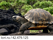 Galápagos tortoise (Chelonoidis elephantopus) in tropical Galapagos island. Giant turtle (tortuga) in animal world. Observation of wildlife area. Holiday adventure in Ecuador. Стоковое AI-изображение, AI-художник Aleksandr Golubev / Фотобанк Лори