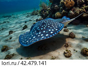 Blue spotted stingray (Myliobatoidei) cartilaginous fish on sandy bottom in tropical underwaters. Skate in underwater wild animal world. Observation of wildlife ocean. Scuba diving in Ecuador coast. Стоковое AI-изображение, AI-художник Aleksandr Golubev / Фотобанк Лори