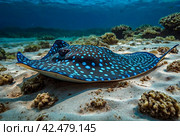Blue spotted stingray (Myliobatoidei) cartilaginous fish on sandy bottom in tropical underwaters. Skate in underwater wild animal world. Observation of wildlife ocean. Scuba diving in Ecuador coast. Стоковое AI-изображение, AI-художник Aleksandr Golubev / Фотобанк Лори
