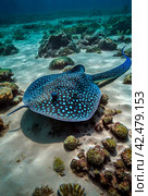 Blue spotted stingray (Myliobatoidei) cartilaginous fish on sandy bottom in tropical underwaters. Skate in underwater wild animal world. Observation of wildlife ocean. Scuba diving in Ecuador coast. Стоковое AI-изображение, AI-художник Aleksandr Golubev / Фотобанк Лори