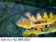 Cichla ocellaris, known as the butterfly peacock bass in aquarium. Стоковое фото, фотограф Татьяна Терехина / Фотобанк Лори
