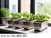 Seedlings of vegetables for planting in the open ground in the garden are grown on the windowsill - preparation for the summer season, subsistence farming. AI generated. Стоковое AI-изображение, AI-художник Ольга Симонова / Фотобанк Лори