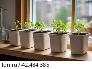 Seedlings of vegetables for planting in the open ground in the garden are grown on the windowsill - preparation for the summer season, subsistence farming. AI generated. Стоковое AI-изображение, AI-художник Ольга Симонова / Фотобанк Лори