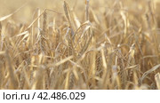Рожь, лето, золотистая рожь rye, summer, golden rye. Стоковое видео, видеограф Опока Алексей / Фотобанк Лори