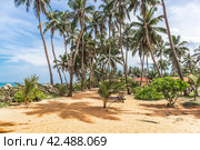 Кокосовые пальмы на берегу Индийского океана. Sanmali Beach Hotel, Маравила, Шри-Ланка (2019 год). Стоковое фото, фотограф Владимир Сергеев / Фотобанк Лори