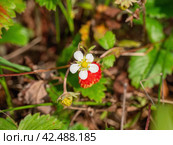 Южный Урал, ягоды земляники (Fragaria vesca) в траве. Southern Urals, strawberries (Fragaria vesca) in the grass. Стоковое фото, фотограф Евгений Романов / Фотобанк Лори