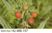 Южный Урал, ягоды земляники (Fragaria vesca) в траве. Southern Urals, strawberries (Fragaria vesca) in the grass. Стоковое видео, видеограф Евгений Романов / Фотобанк Лори