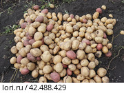Выкопанный картофель собран на кучу на огороде (урожай) Стоковое фото, фотограф Юлия Сергеевна Купина / Фотобанк Лори