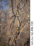 Spring, wallpaper with nature. Tree branches in close-up. New spring foliage appears on the branches. A tree or shrub that is budding. Seasonal forests, blurred background. Стоковое фото, фотограф Photojuli / Фотобанк Лори