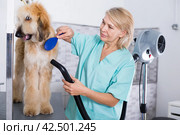 Hairdresser professional dries hair by fen dog fur Afghan hound dog in hairdresser for animal. Стоковое фото, фотограф Татьяна Яцевич / Фотобанк Лори