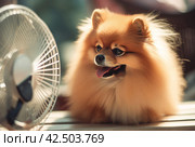 Pomeranian dog next to the electric fan. Generate ai. Стоковое AI-изображение, AI-художник Иван Рябоконь / Фотобанк Лори