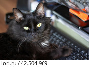 Black impudent cat lying on the keyboard. Стоковое фото, фотограф Аксенова Вера / Фотобанк Лори