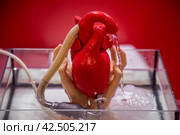 Макет человеческого сердца, показывающий циркуляцию крови (2024 год). Редакционное фото, фотограф Николай Винокуров / Фотобанк Лори