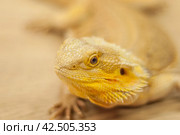 Agama is a genus of lizards from the agamidae family that lives in Africa. Стоковое фото, фотограф Evgenii Predibailo / Фотобанк Лори