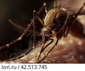 Close-Up Mosquito Feeding. Стоковое AI-изображение, AI-художник Кирилл Черезов / Фотобанк Лори