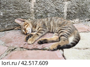 Cute cat relaxing on a sidewalk in Old Town of Kotor, Montenegro. The cat Felis catus, domestic house cat is domesticated species in family Felidae. White-brown tabby cat sleeps on a stone pavement. Стоковое фото, фотограф Юлия Петровская / Фотобанк Лори