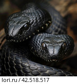 Two black snakes coiled upward, realistic photo.    Generative AI. Стоковое AI-изображение, AI-художник Анна Кривицкая / Фотобанк Лори
