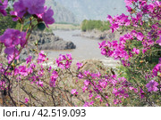Teldykpen rapids on Altai river Katun. Rhododendron dauricum bushes with flowers are on foreground. Стоковое фото, фотограф Сергей Пристяжнюк (Serg Zastavkin) / Фотобанк Лори