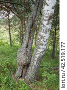 Большой нарост на стволе берёзы - берёзовый кап. A large growth on the trunk of a birch tree is a birch burl. Стоковое фото, фотограф Евгений Романов / Фотобанк Лори