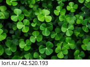 Four-lobed Clover leaves. Generate Ai. Стоковое AI-изображение, AI-художник Иван Рябоконь / Фотобанк Лори