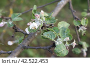 An apple tree branch damaged by the apple blossom beetle (Anthonomus pomorum) and honeyweed (Cacopsylla mali) Стоковое фото, фотограф Ирина Горбачева / Фотобанк Лори