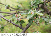 An apple tree branch damaged by the apple blossom beetle (Anthonomus pomorum) and honeyweed (Cacopsylla mali) Стоковое фото, фотограф Ирина Горбачева / Фотобанк Лори
