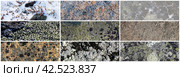 Set of texture of stones covered with lichen. Lichen patterns on a rock surface. Collection of panoramic natural backgrounds. The nature of the Arctic. Polar region. Стоковое фото, фотограф Андрей Степанов / Фотобанк Лори