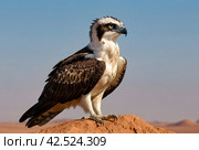 Bird is an osprey on sand san close up. Portrait of osprey (Pandion haliaetus) sitting on rock ridge in Sahara desert Observation animal world. Really adventure in Red sea, coast Africa. Стоковое AI-изображение, AI-художник Aleksandr Golubev / Фотобанк Лори