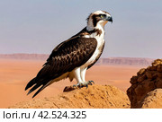 Bird is an osprey on sand san close up. Portrait of osprey (Pandion haliaetus) sitting on rock ridge in Sahara desert Observation animal world. Really adventure in Red sea, coast Africa. Стоковое AI-изображение, AI-художник Aleksandr Golubev / Фотобанк Лори