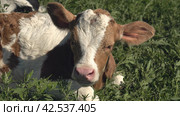 Маленький рыжий теленок, отдыхающий на лугу. Little calf having rest on the meadow. Close-up. Стоковое видео, видеограф EStarodubov / Фотобанк Лори